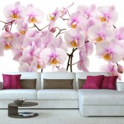 Papiers peints avec orchidées