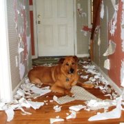 Cara menyapu kertas dinding anjing: lakukan dengan betul