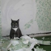 Come svezzare un gatto per strappare la carta da parati: fallo bene