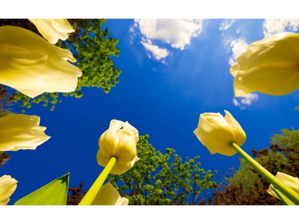 Une perspective intéressante des tulipes contre un ciel bleu clair