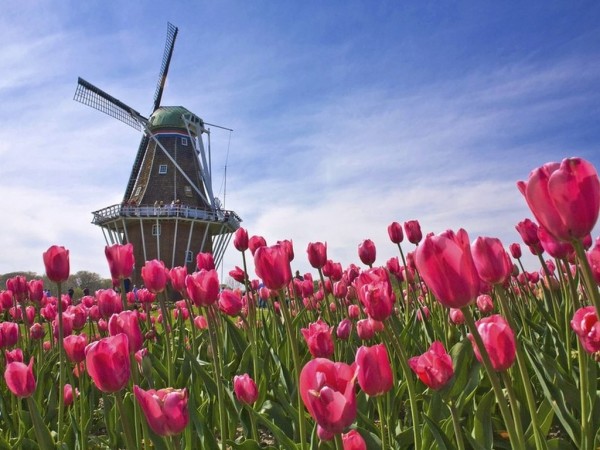 Tulipes et moulin - deux symboles principaux de la Hollande