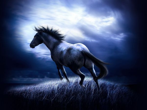 Un cheval contre le ciel nocturne - le cadre idéal pour la chambre