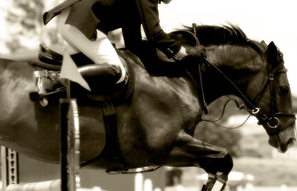 Jockey sur un cheval en couleurs noir et blanc