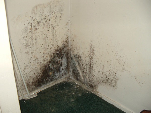 Nous voyons les conséquences d'une installation de mauvaise qualité des cloisons sèches, si vous ne traitez pas et ne protégez pas les murs pendant le revêtement, alors tôt ou tard vous rencontrerez des moisissures