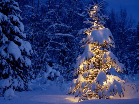 Même un sapin de Noël au milieu de la forêt, décoré d'une guirlande, ajoutera de l'humeur.